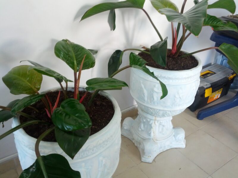 Habitación Mata